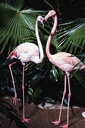 Flamingo Poster