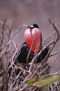 Frigatebird Poster