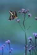 Giant Swallowtail Butterfly Magnet