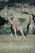 Giraffe Magnet