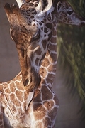 Giraffe Magnet