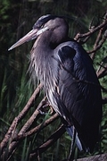 Great Blue Heron Poster