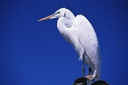 Great Egret Poster