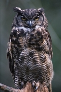 Great Horned Owl T-Shirt