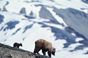 Grizzly Bear Magnet