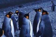 King Penguin Magnet