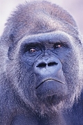 Lowland Gorilla Magnet