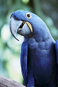 Macaw Poster