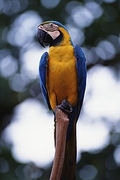 Macaw Poster