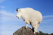 Mountain Goat Magnet