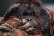 Orangutan Magnet