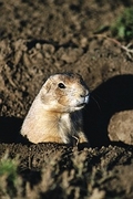 Prairie Dog Mousepad