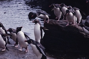 Rockhopper Penguin Poster