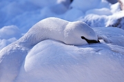 Trumpeter Swan Poster