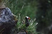 Tufted Puffin Mousepad