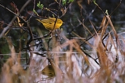 Yellow Warbler Poster