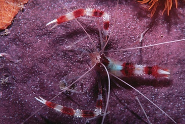 Banded Coral Shrimp