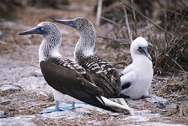 Blue Footed Booby