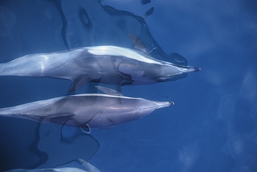 Common Dolphin