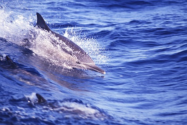 Common Dolphin