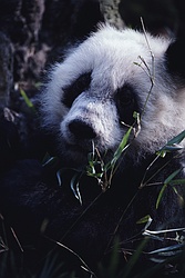 Giant Panda