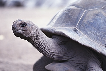 Giant Tortoise