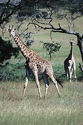 Giraffe