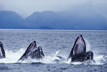 Humpback Whale