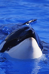 Killer Whale