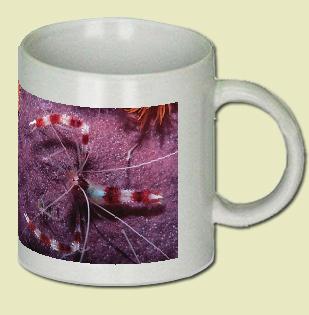 Banded Coral Shrimp Coffee Mug