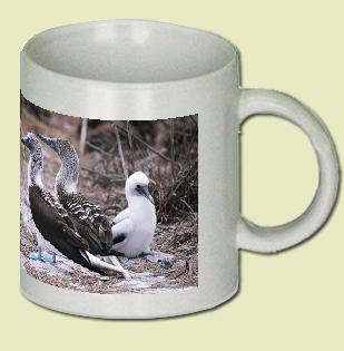 Blue Footed Booby Coffee Mug