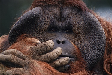 Orangutan