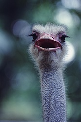 Ostrich