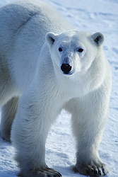 Polar Bear