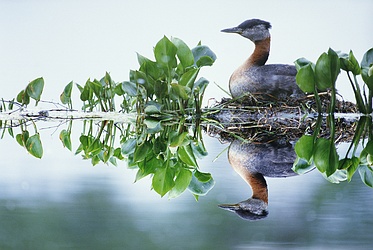 Red Necked Grebe