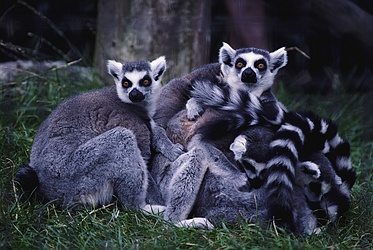 Ringtailed Lemur