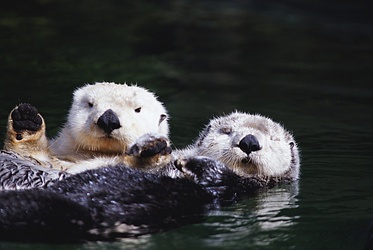 Sea Otter