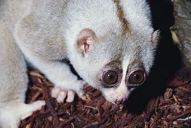 Slow Loris