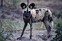 African Wild Dog picture