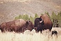 American Bison picture