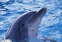 Atlantic Bottlenose Dolphin picture