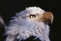 Bald Eagle picture