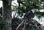 Bald Eagle picture