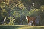 Bengal Tiger picture