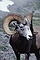 Bighorn Sheep picture