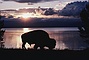 Bison picture