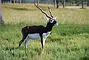 Blackbuck picture