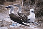 Blue Footed Booby picture