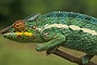 Chameleon picture