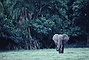 Elephant picture